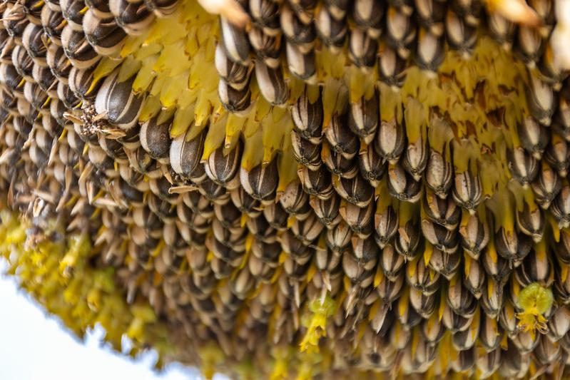 Sunflower picture close up